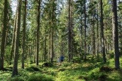 Metsä Board z najwyższą oceną EcoVadis w dziedzinie zrównoważonego rozwoju 