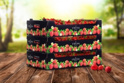 Innowacyjne pudełko z tektury na owoce jagodowe z nadrukiem klasy premium