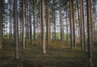 Stora Enso zmierza do zwiększenia bioróżnorodności skandynawskich lasów 