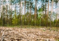 Unijne przepisy mają zmniejszyć skalę wylesiania