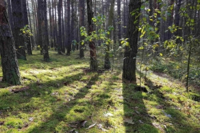 Międzynarodowego Dzień Lasów: Las miejscem relaksu i odpoczynku dla 74% Polaków