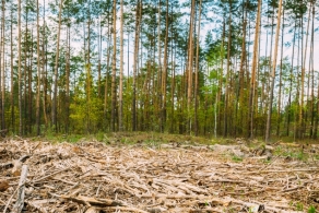Unijne przepisy mają zmniejszyć skalę wylesiania